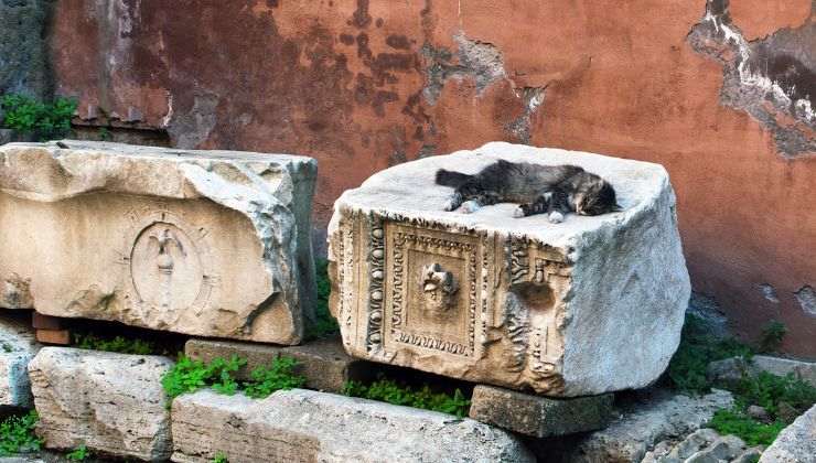 Tutela delle colonie feline a Roma da parte del comune