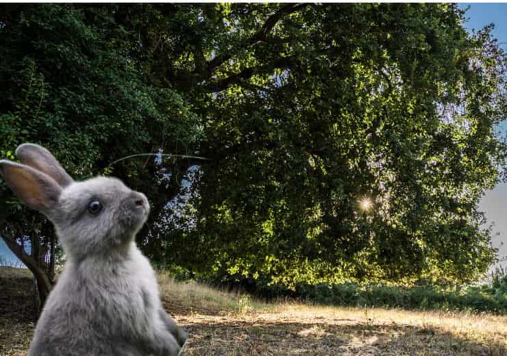 Roma parco conigli