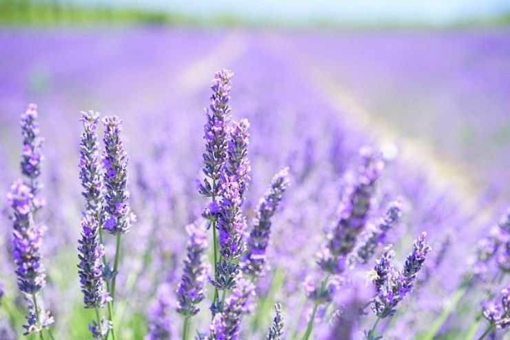 Il borgo segreto dove la lavanda incanta i sensi