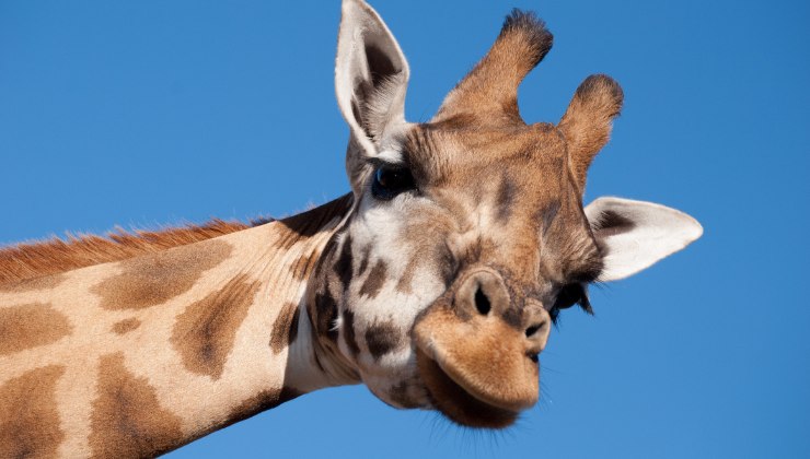 bioparco di roma, tutto quello che devi sapere