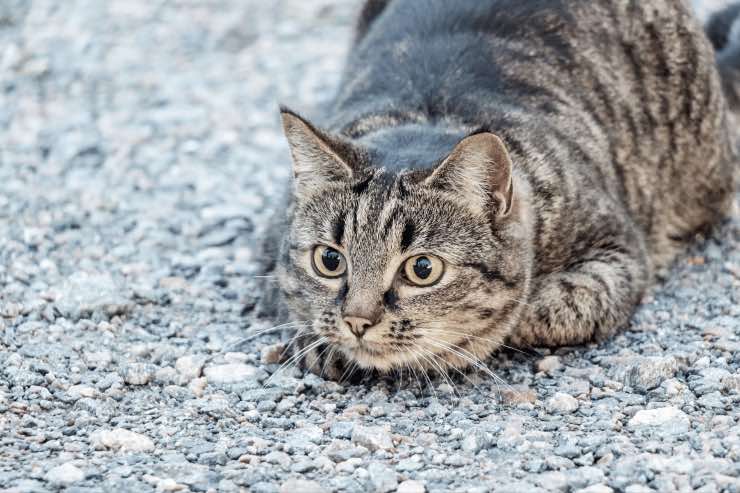 Perché si usa dire "Non c'è trippa per gatti", la storia è curiosissima