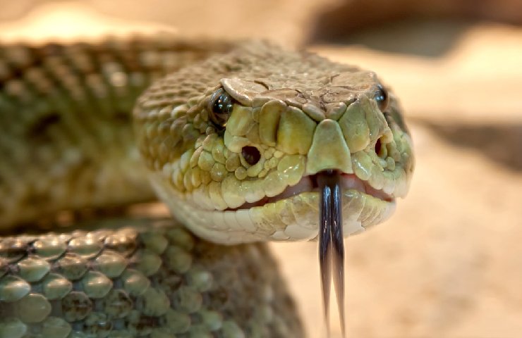 Un serpente con la lingua biforcuta di fuori