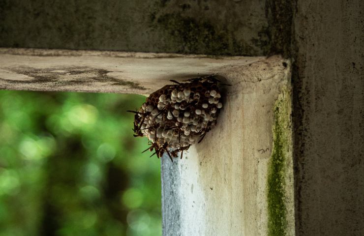 Nido vespe su un muro