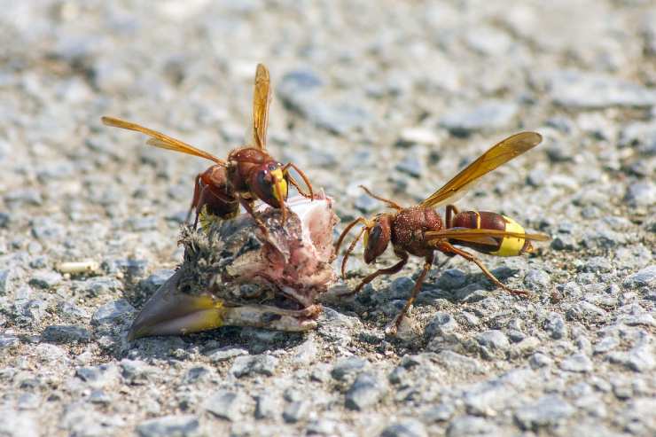 Due vespe orientalis mentre mangiano da una carcassa