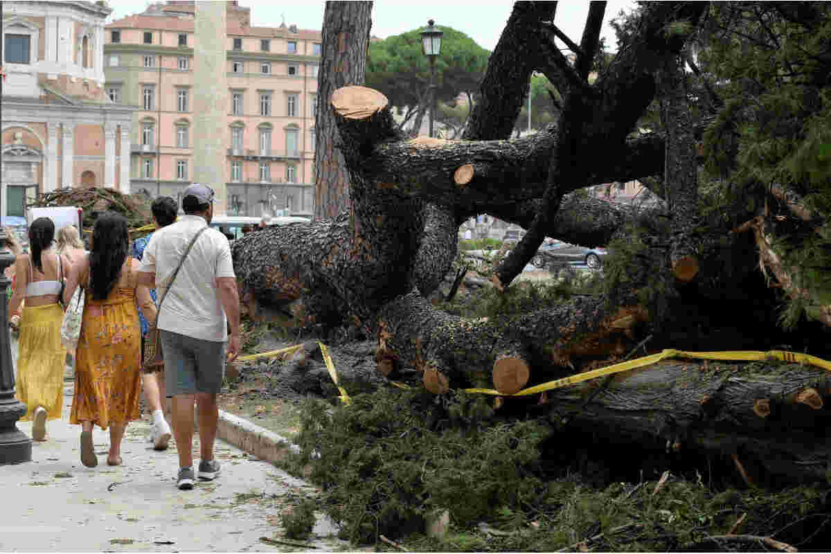 Alberi crollati a Roma